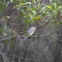 Pachycephala rufiventris (Rufous Whistler) at Cotter River, ACT - 1 Dec 2021 by trevsci