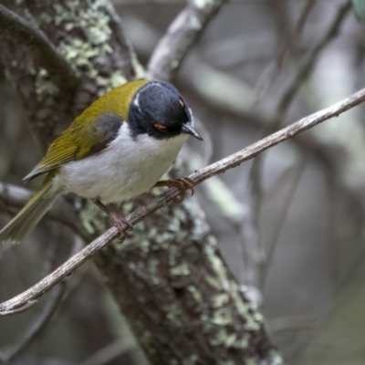 Melithreptus lunatus (White-naped Honeyeater) at Lower Cotter Catchment - 1 Dec 2021 by trevsci