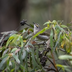 Caligavis chrysops (Yellow-faced Honeyeater) at Cotter River, ACT - 1 Dec 2021 by trevsci