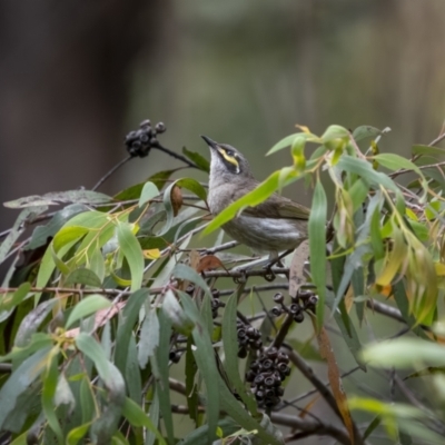 Caligavis chrysops (Yellow-faced Honeyeater) at Lower Cotter Catchment - 1 Dec 2021 by trevsci
