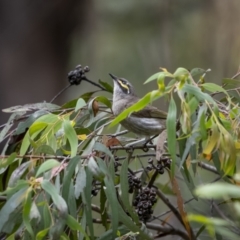 Caligavis chrysops (Yellow-faced Honeyeater) at Cotter River, ACT - 1 Dec 2021 by trevsci