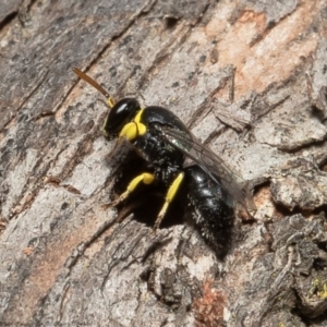 Hylaeus (Gnathoprosopis) euxanthus at Macgregor, ACT - 2 Dec 2021