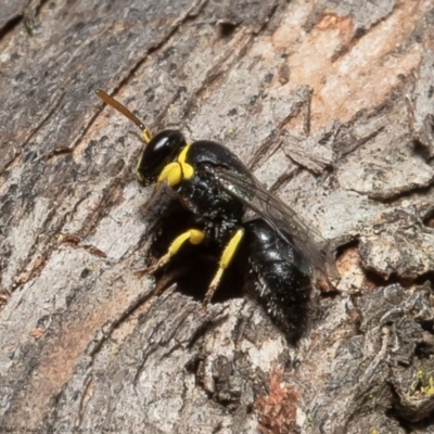 Hylaeus (Gnathoprosopis) euxanthus (Plasterer bee) at Macgregor, ACT - 2 Dec 2021 by Roger