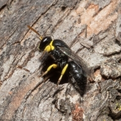 Hylaeus (Gnathoprosopis) euxanthus (Plasterer bee) at Macgregor, ACT - 2 Dec 2021 by Roger