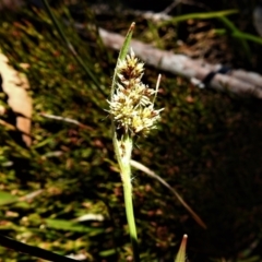 Luzula sp. (Woodrush) at Cotter River, ACT - 29 Nov 2021 by JohnBundock