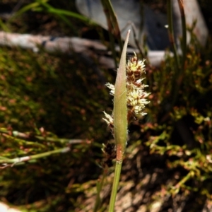 Luzula sp. at Cotter River, ACT - 29 Nov 2021 12:03 PM