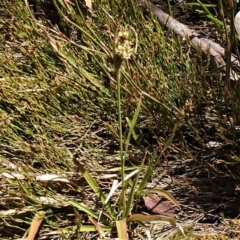 Luzula sp. at Cotter River, ACT - 29 Nov 2021 12:03 PM