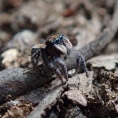Unidentified Jumping or peacock spider (Salticidae) at Bonang, VIC - 30 Nov 2021 by Laserchemisty