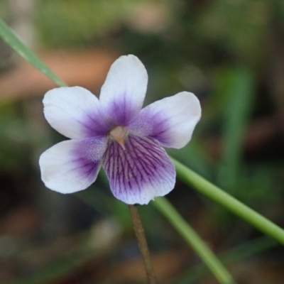 Viola banksii (Native Violet) at Bonang, VIC - 29 Nov 2021 by Laserchemisty