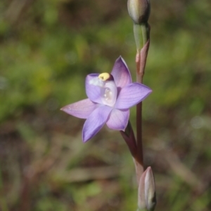 Thelymitra peniculata at Bonang, VIC - 30 Nov 2021