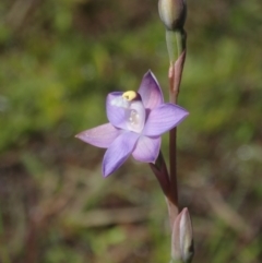 Unidentified Orchid (TBC) at Bonang, VIC - 29 Nov 2021 by Laserchemisty