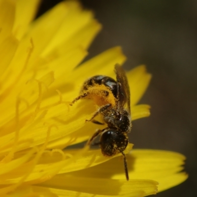 Lasioglossum (Chilalictus) sp. (genus & subgenus) by Laserchemisty