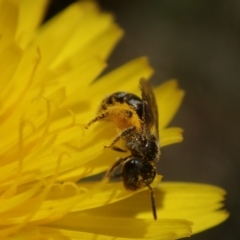 Unidentified Bee (Hymenoptera, Apiformes) (TBC) at Bonang, VIC - 29 Nov 2021 by Laserchemisty