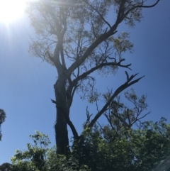 Callocephalon fimbriatum (Gang-gang Cockatoo) at Federal Golf Course - 1 Dec 2021 by Tapirlord