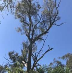 Callocephalon fimbriatum at Hughes, ACT - 2 Dec 2021