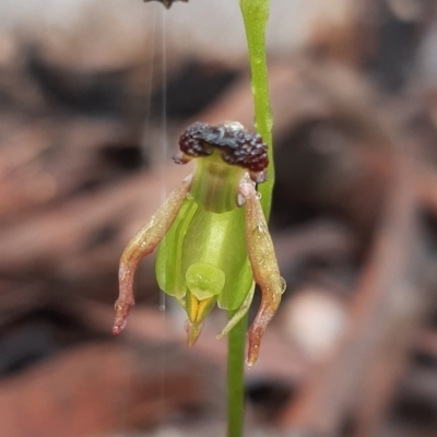 Caleana minor (Small Duck Orchid) at Aranda, ACT - 25 Nov 2021 by mlech