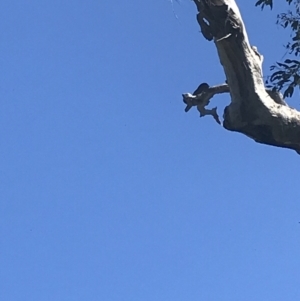 Ninox boobook at Garran, ACT - 2 Dec 2021