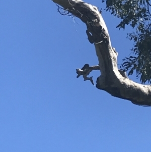 Ninox boobook at Garran, ACT - 2 Dec 2021