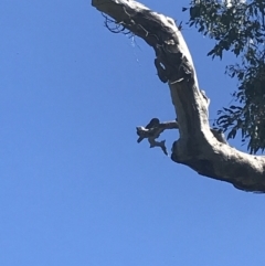 Ninox boobook at Garran, ACT - 2 Dec 2021