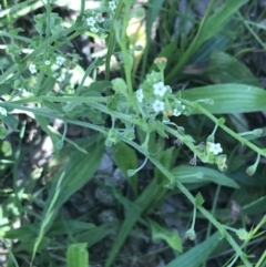 Hackelia suaveolens (Sweet Hounds Tongue) at Garran, ACT - 1 Dec 2021 by Tapirlord