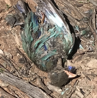 Eurystomus orientalis (Dollarbird) at Red Hill to Yarralumla Creek - 2 Dec 2021 by Tapirlord