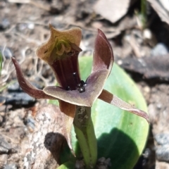 Chiloglottis valida (Large Bird Orchid) at Paddys River, ACT - 18 Nov 2021 by mlech