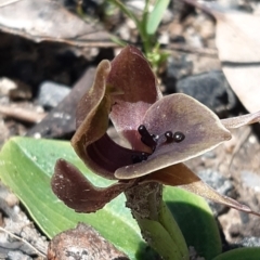 Chiloglottis valida at Paddys River, ACT - 18 Nov 2021