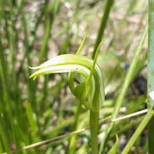 Pterostylis monticola at Paddys River, ACT - 18 Nov 2021