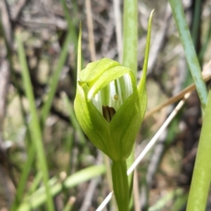 Pterostylis monticola at Paddys River, ACT - 18 Nov 2021