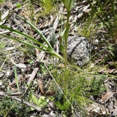 Pterostylis monticola at Paddys River, ACT - 18 Nov 2021