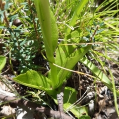 Pterostylis monticola at Paddys River, ACT - 18 Nov 2021