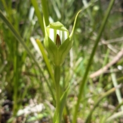 Pterostylis monticola at Paddys River, ACT - 18 Nov 2021