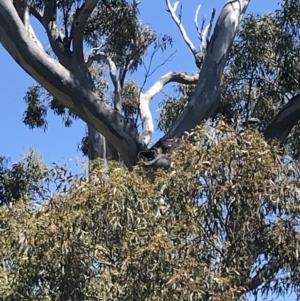 Callocephalon fimbriatum at O'Malley, ACT - suppressed