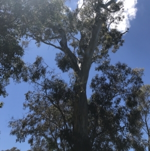 Callocephalon fimbriatum at O'Malley, ACT - suppressed