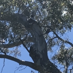 Callocephalon fimbriatum at O'Malley, ACT - suppressed