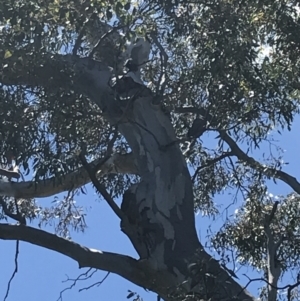 Callocephalon fimbriatum at O'Malley, ACT - suppressed