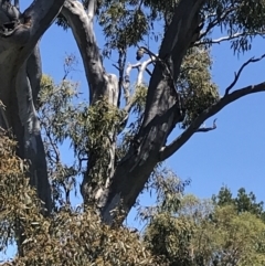 Callocephalon fimbriatum at O'Malley, ACT - suppressed