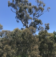 Callocephalon fimbriatum at O'Malley, ACT - suppressed