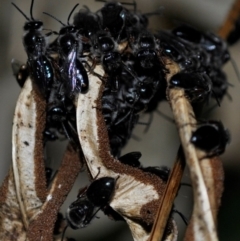 Leioproctus (Leioproctus) alleynae at Karabar, NSW - 2 Dec 2021