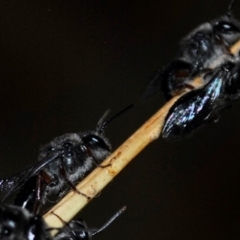 Leioproctus (Leioproctus) alleynae at Karabar, NSW - 2 Dec 2021