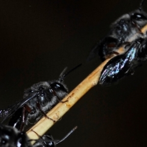 Leioproctus (Leioproctus) alleynae at Karabar, NSW - 2 Dec 2021