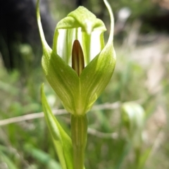 Pterostylis monticola (Large Mountain Greenhood) at Paddys River, ACT - 18 Nov 2021 by mlech
