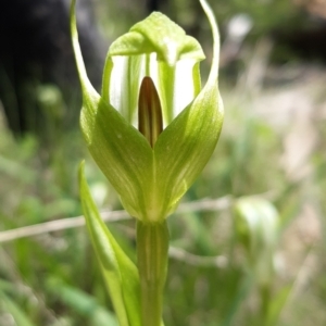 Pterostylis monticola at Paddys River, ACT - 18 Nov 2021