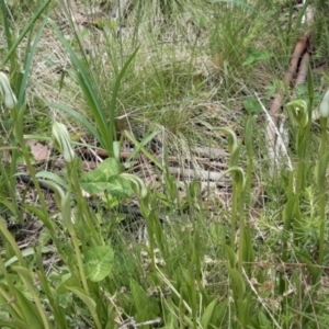 Pterostylis monticola at Paddys River, ACT - 18 Nov 2021