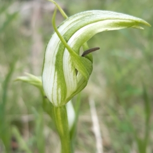 Pterostylis monticola at Paddys River, ACT - 18 Nov 2021