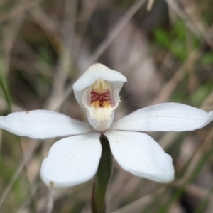 Caladenia alpina at Paddys River, ACT - suppressed