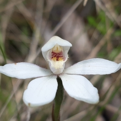 Caladenia alpina (Mountain Caps) at Paddys River, ACT - 18 Nov 2021 by mlech