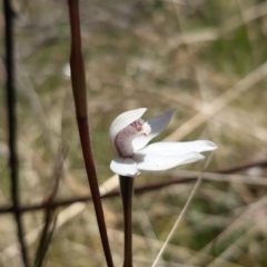 Caladenia alpina at Paddys River, ACT - suppressed