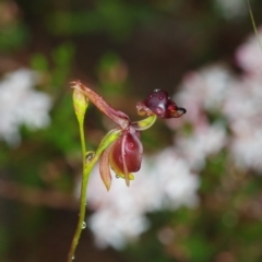 Caleana major (Large Duck Orchid) at Boro, NSW - 10 Nov 2021 by mlech