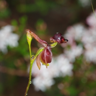 Caleana major (Large Duck Orchid) at Boro - 10 Nov 2021 by mlech
